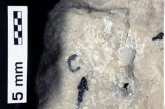 Foto (Detailansicht) von Decapoda indet. (NHMW-GEO-1990-0041-0340c)